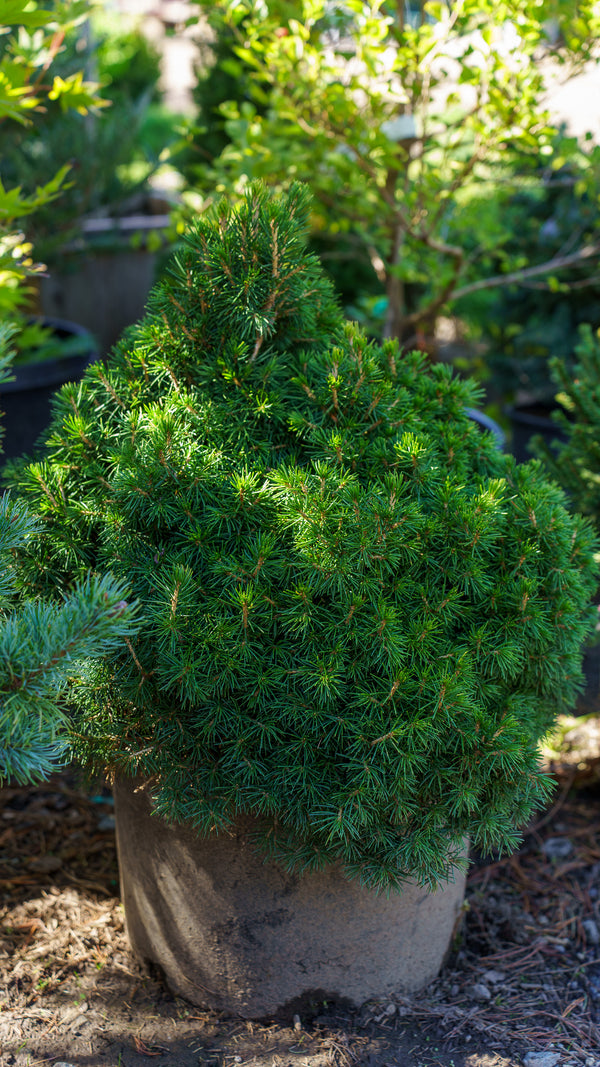 Tompa Norway Spruce