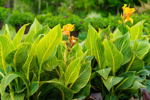 Assorted Canna Lilies