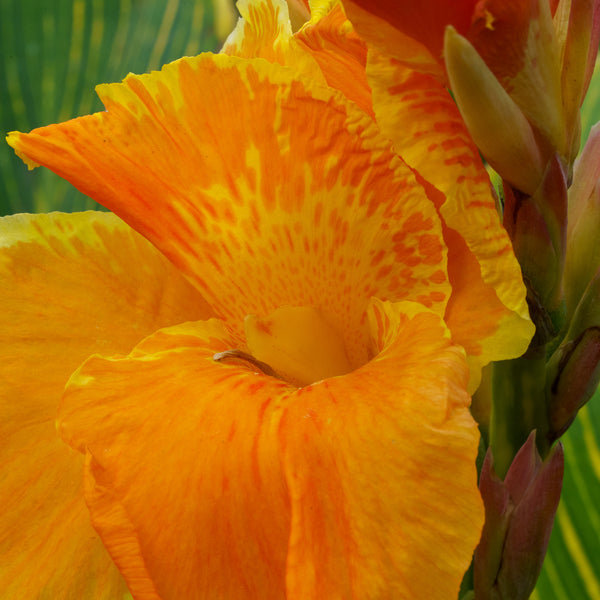 Assorted Canna Lilies