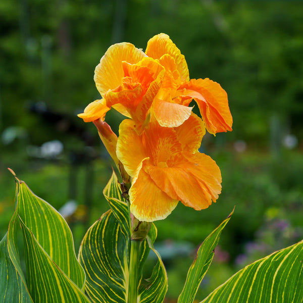 Assorted Canna Lilies