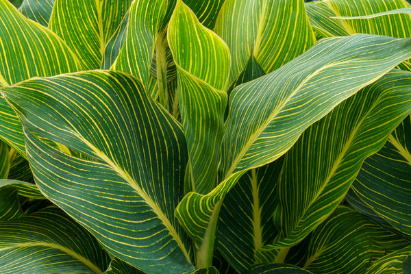 Assorted Canna Lilies