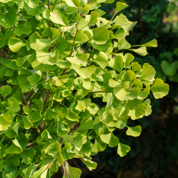 Chi Chi Dwarf Ginkgo