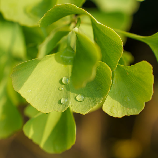 Chi Chi Dwarf Ginkgo