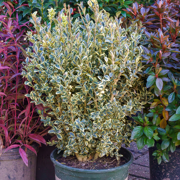 Variegated English Boxwood - Boxwood - Shrubs