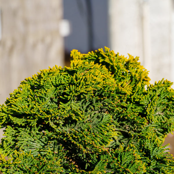 Verdoni Hinoki Cypress - Cypress - Conifers