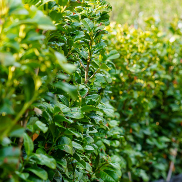 Volcano Cherry Laurel - Cherry Laurel - Shrubs