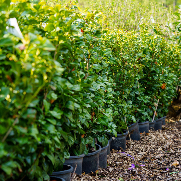 Volcano Cherry Laurel - Cherry Laurel - Shrubs