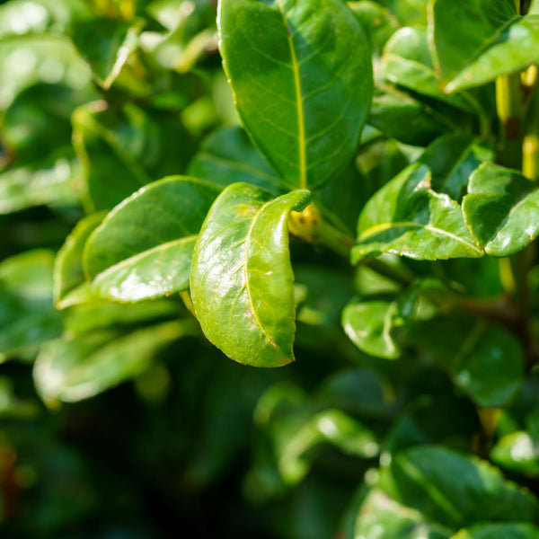 Volcano Cherry Laurel - Cherry Laurel - Shrubs