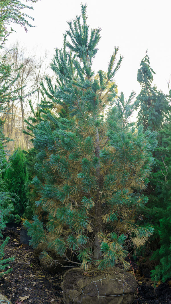 Vanderwolf's Pyramid Limber Pine