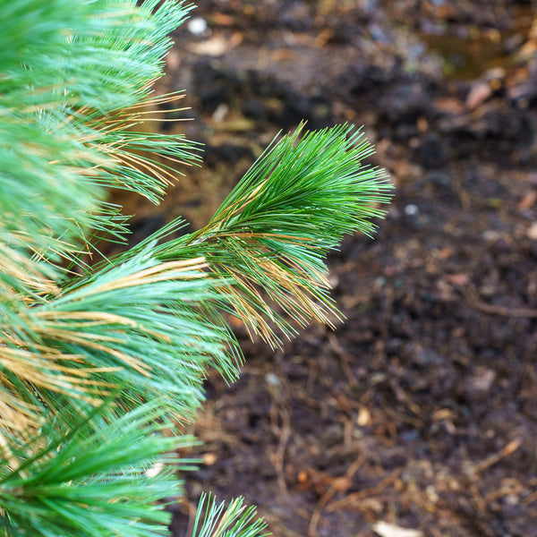 Vanderwolf's Pyramid Limber Pine