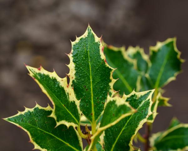 Variegated English Holly