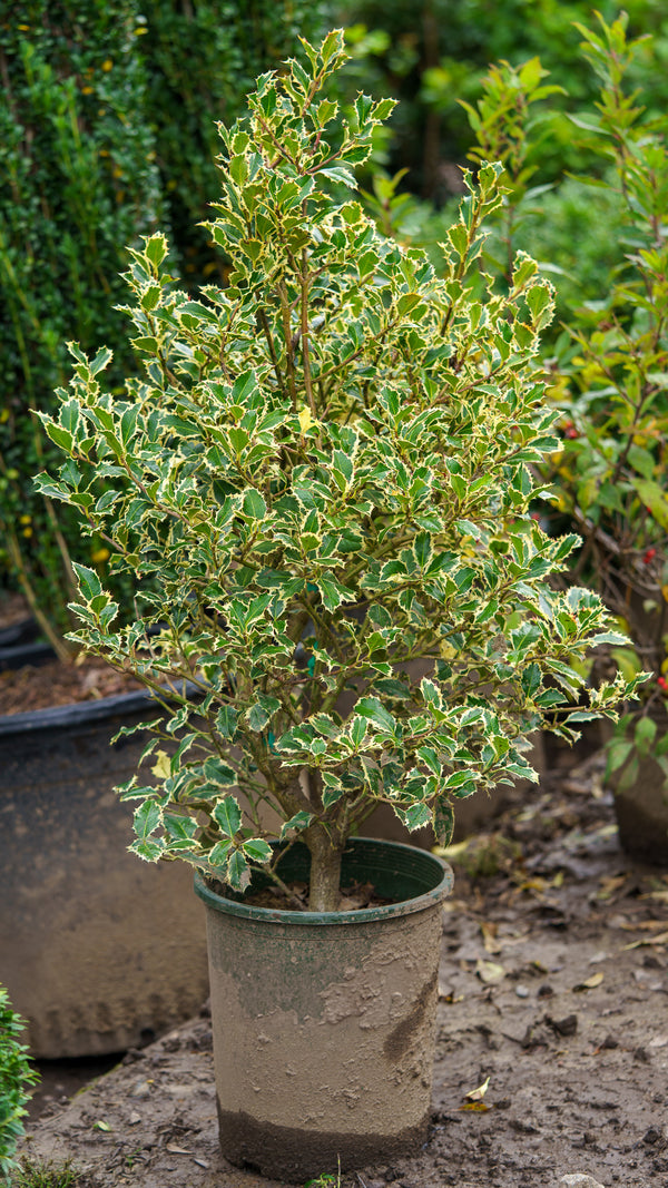 Variegated English Holly