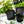 Load image into Gallery viewer, Variegated Ivy - Ivy - Houseplants
