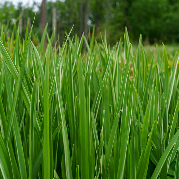 Variegated Japanese Water Iris