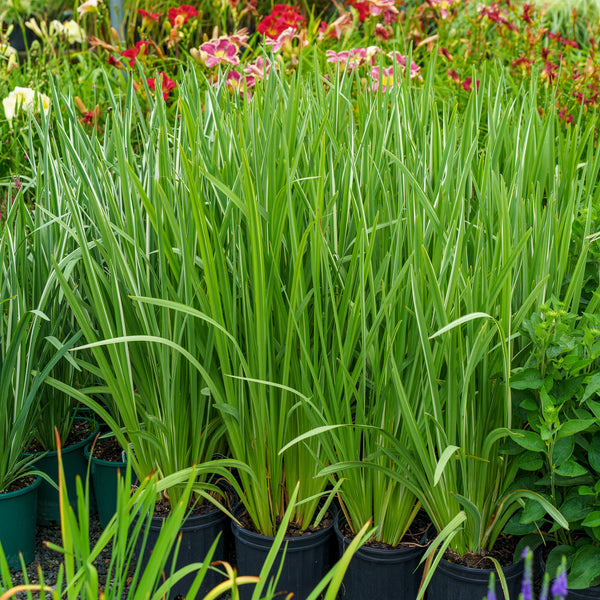 Variegated Japanese Water Iris