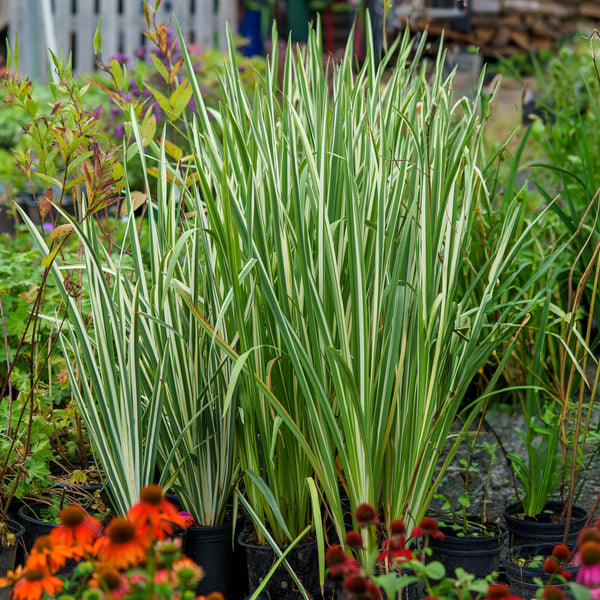 Variegated Japanese Water Iris