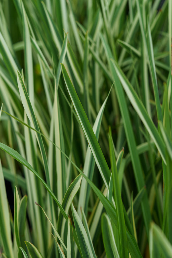 Variegated Japanese Water Iris