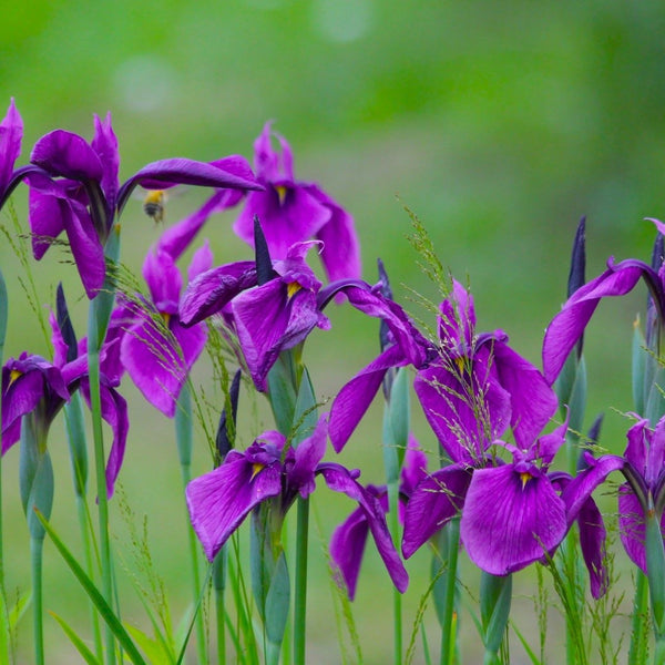 Variegated Japanese Water Iris