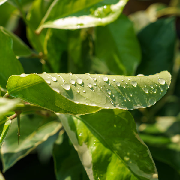 Variegated Pink Lemon