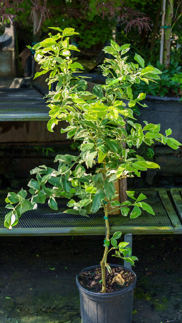 Variegated Pink Lemon