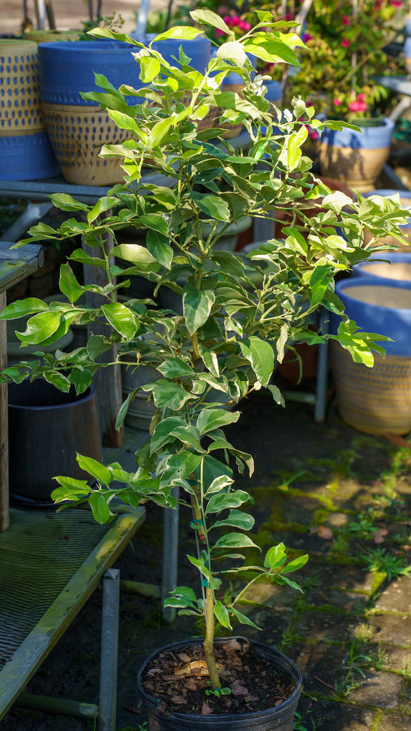 Variegated Pink Lemon