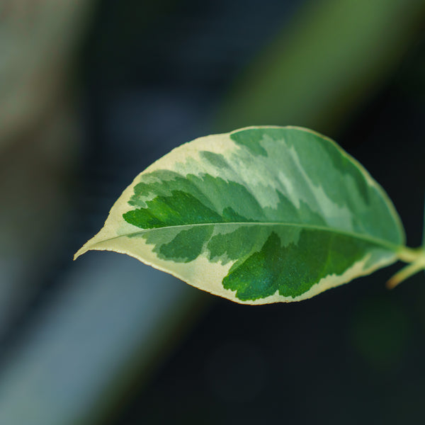 Variegated Pink Lemon