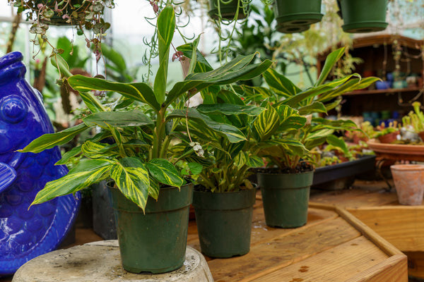 Variegated Shell Ginger