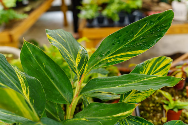 Variegated Shell Ginger