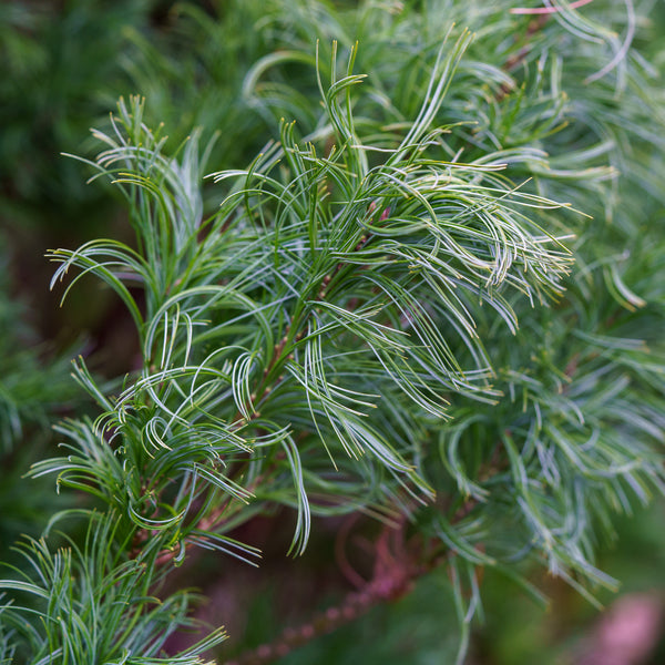 Vercurve Eastern White Pine - Pine - Conifers