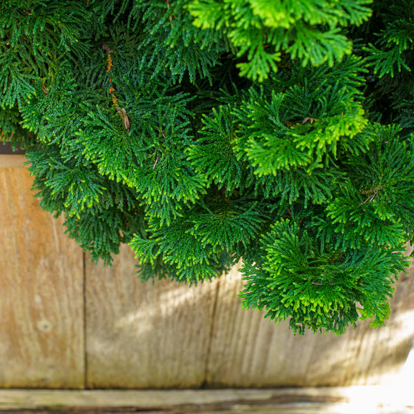 Verdoni Hinoki Cypress