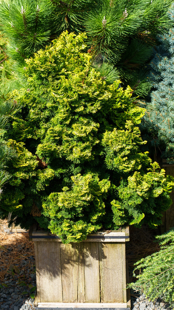 Verdoni Hinoki Cypress