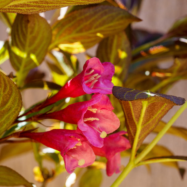 Very Fine Wine Weigela - Weigela - Shrubs