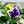 Load image into Gallery viewer, Cool Weather Spring Combo - Early Spring Other Perennials - Perennials
