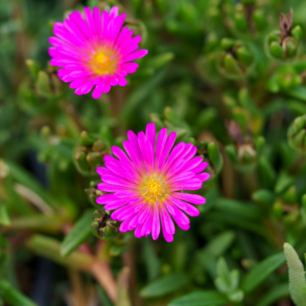 Violet Wonder Ice Plant