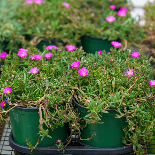 Violet Wonder Ice Plant