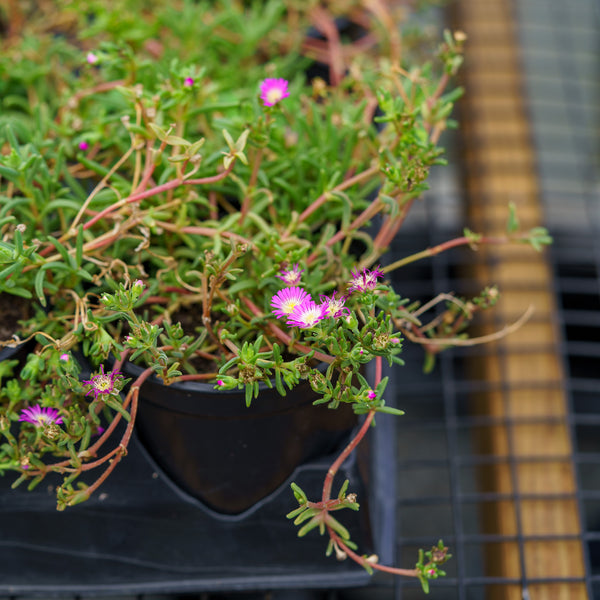 Violet Wonder Ice Plant