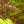 Load image into Gallery viewer, Viridis Laceleaf Japanese Maple - Japanese Maple - Japanese Maples
