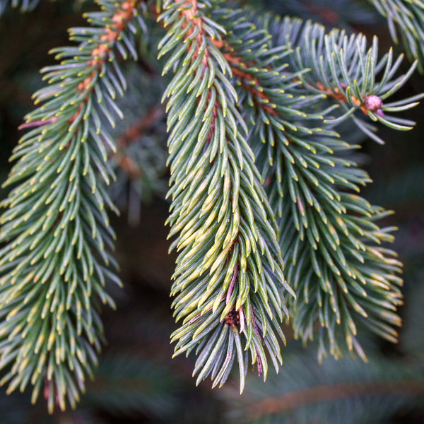 White Spruce - Spruce - Conifers