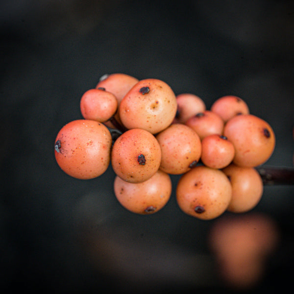 Winter Gold Winterberry Holly - Holly - Hollies