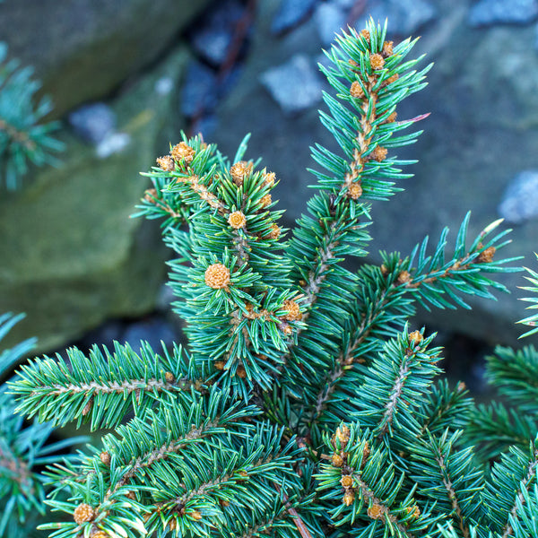 Waldbrunn Colorado Spruce