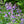 Load image into Gallery viewer, Walker&#39;s Low Catmint
