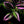 Load image into Gallery viewer, Wandering Jew
