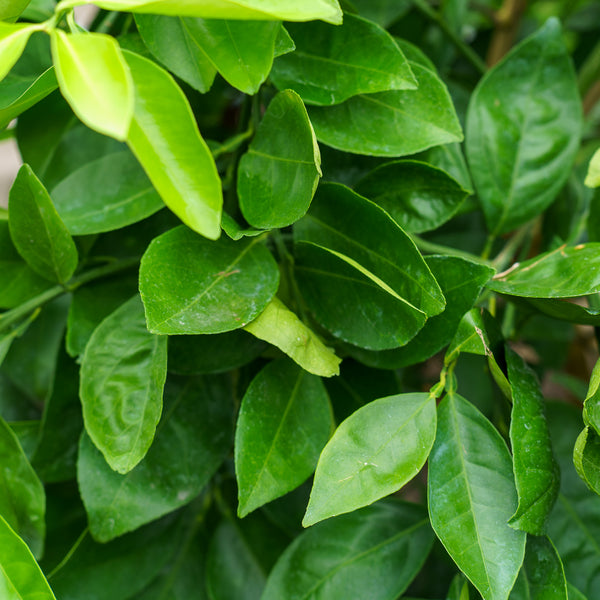 Washington Navel Orange Tree