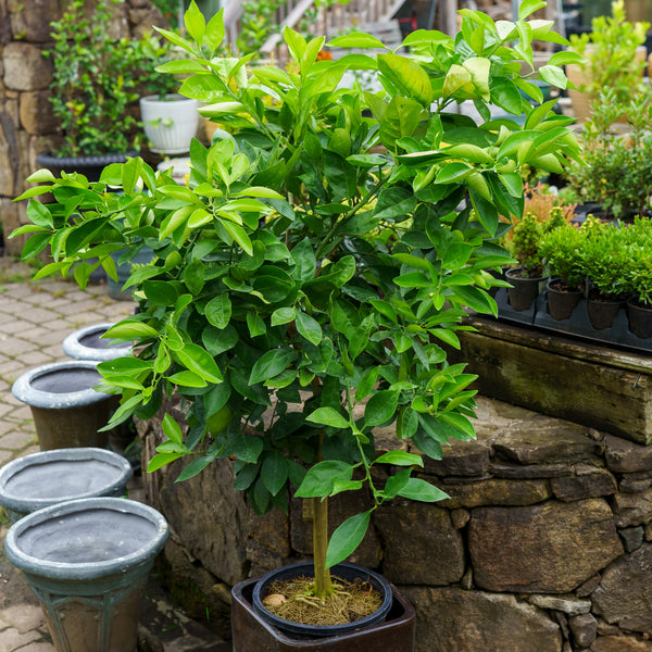 Washington Navel Orange Tree