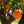 Load image into Gallery viewer, Washington Navel Orange Tree
