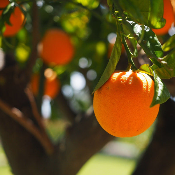 Washington Navel Orange Tree