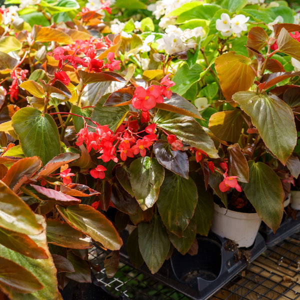 Wax Begonia