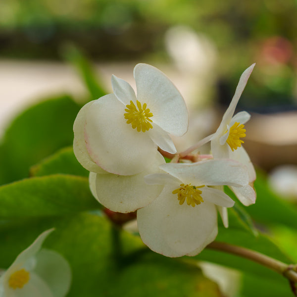 Wax Begonia