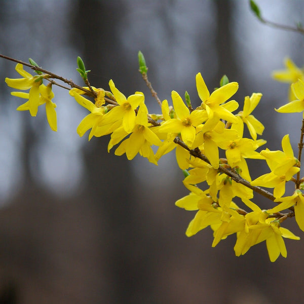 Weekend Forsythia - Forsythia - Shrubs