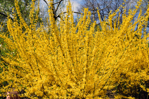 Weekend Forsythia - Forsythia - Shrubs